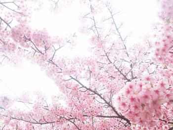 Low angle view of pink cherry blossoms against sky