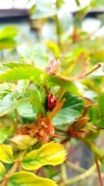 Close-up of ladybug on plant