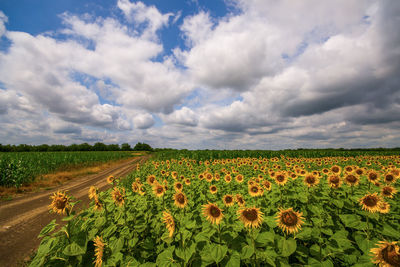 Scenic view of sunflower field against cloudy sky