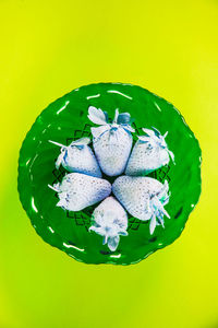 High angle view of white flower in container