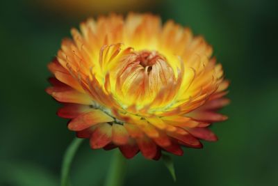 Close-up of orange flower