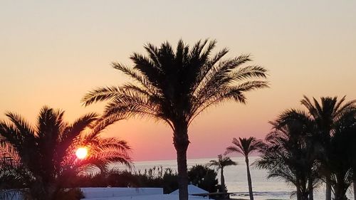 Silhouette palm trees against sky during sunset