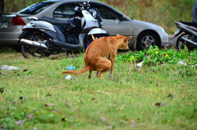 Dog defecating on field against land vehicles