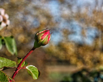 Close-up of red leaves on plant