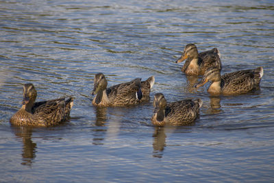 Ducks swimming in lake