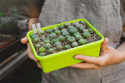 Cropped hand of man holding potted plant