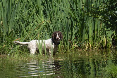 Portrait of dog in lake