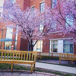 Bare trees with buildings in background