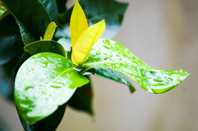 Close-up of wet plant leaves