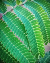 Close-up of fresh green plant