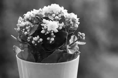 Close-up of potted plant