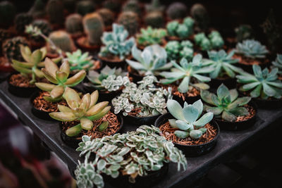 High angle view of potted plants