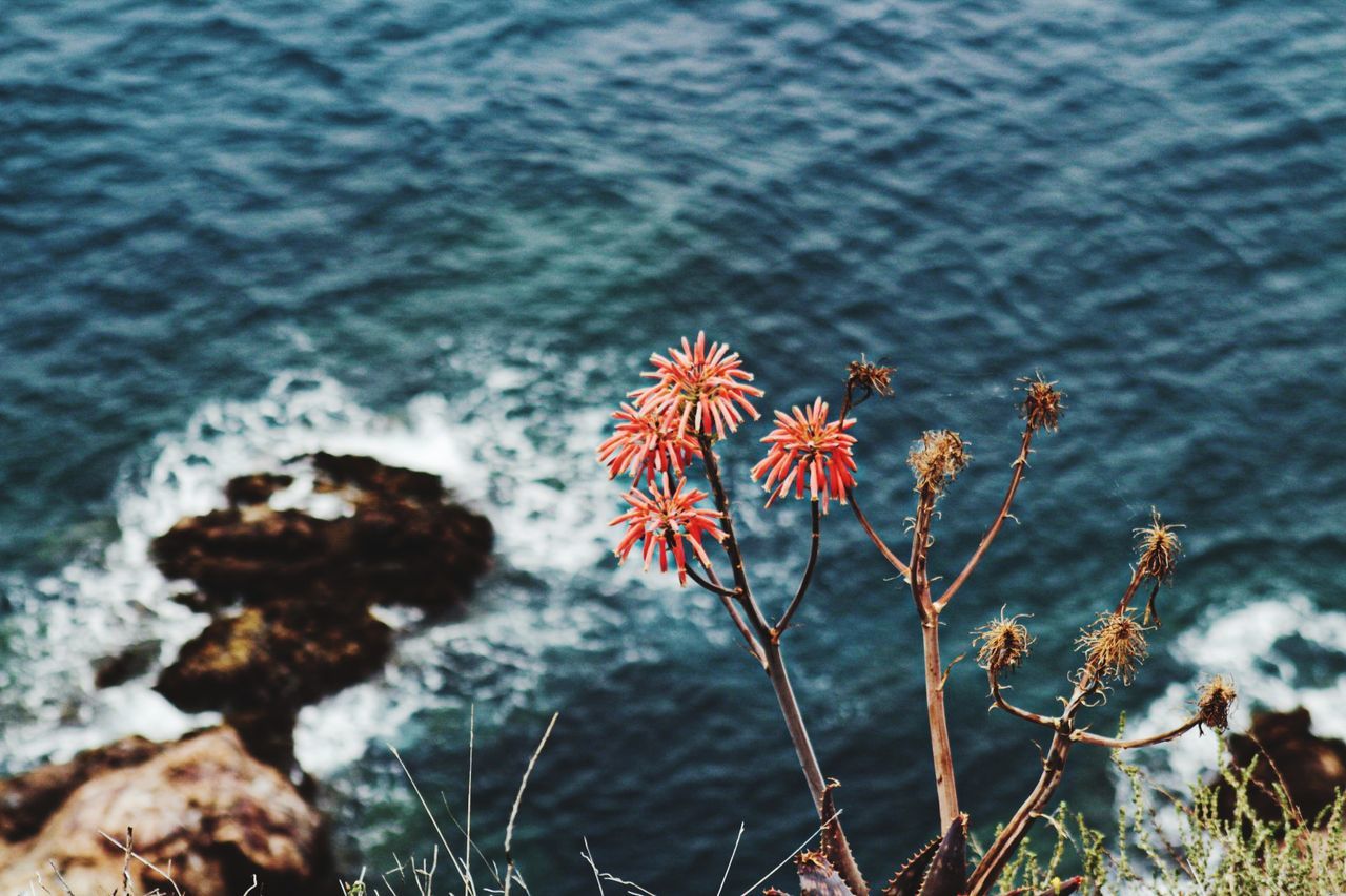 nature, water, plant, beauty in nature, flower, no people, leaf, day, sea, tranquility, land, growth, outdoors, flowering plant, focus on foreground, rock, high angle view, macro photography, close-up, autumn, scenics - nature, tranquil scene