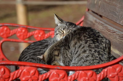 Close-up of a cat sleeping