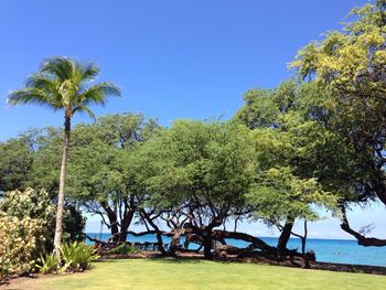 Palm trees by sea