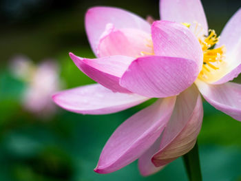 Close-up of pink rose flower