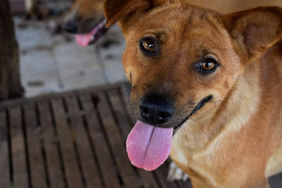 Close-up portrait of a dog