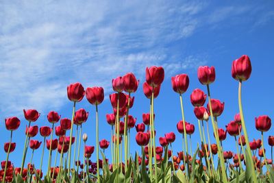 Red tulips blooming in field