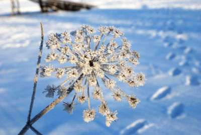 Close-up of frozen plant