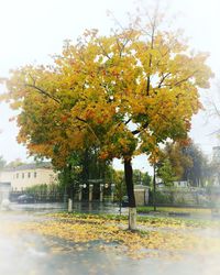 Autumn tree against sky