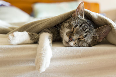 Close-up of cat sleeping on sofa at home