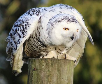 Close-up of owl perching outdoors