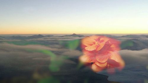 Close-up of flower against sky