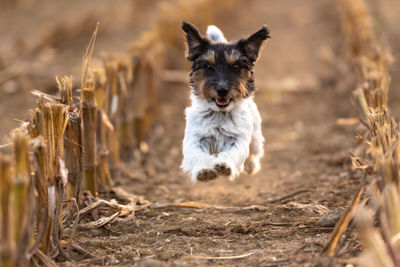 Portrait of dog running outdoors