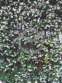 Close-up of ivy growing on plant