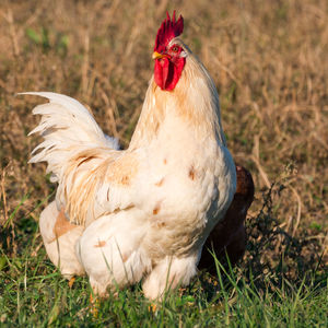 View of a bird on field