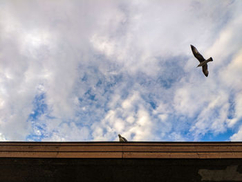 Low angle view of bird flying against sky