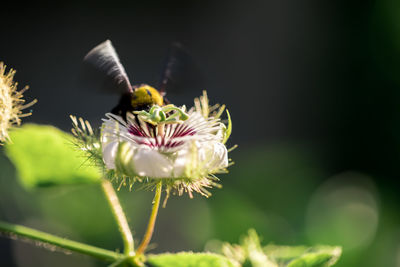 Close-up of insect on flower