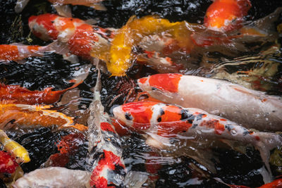 High angle view of koi carps swimming in pond