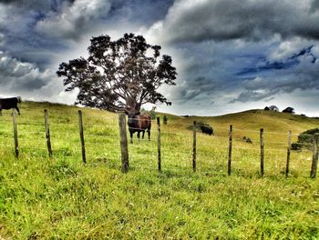 Scenic view of grassy field against cloudy sky