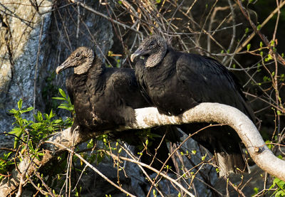 Birds perching on a tree