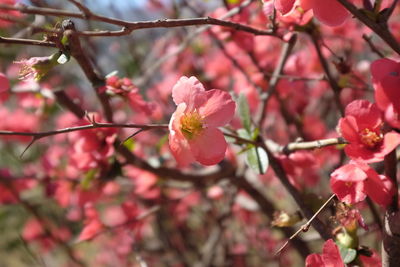 Close-up of pink flowers on branch