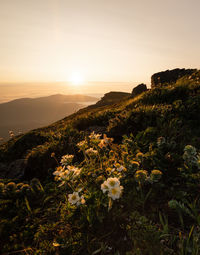 Scenic view of flowering plants on field against sky during sunset