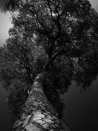 Low angle view of bare trees against sky