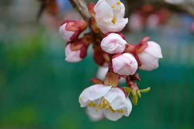 Close-up of pink flowers blooming on tree