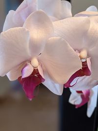 Close-up of white orchid