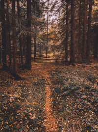 Trees growing in forest during autumn