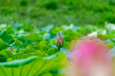 Close-up of green flower plant