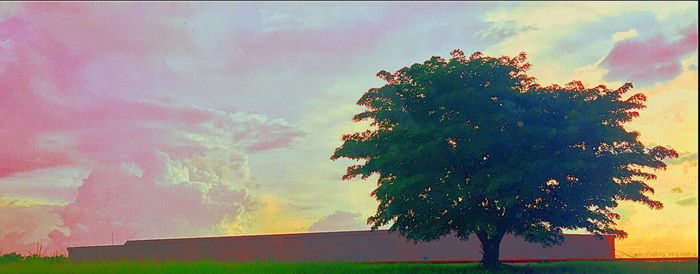 Tree against sky during sunset