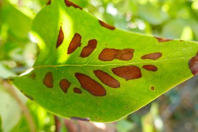 Close-up of green leaves