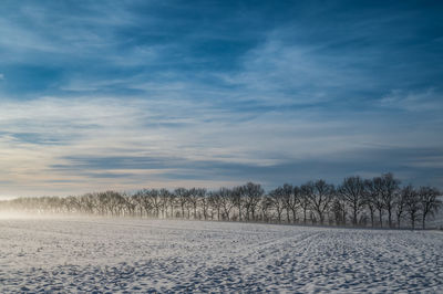 Trees in frosty landscape with rime frost, denmark