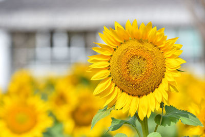 Close-up of sunflower