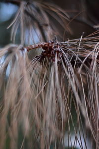 Close-up of wilted plant