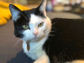 Close-up portrait of cat