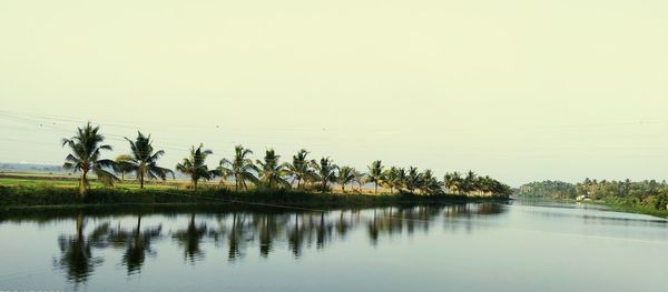 Coconut tree, tree mirroring on water, sky, water, beautiful scenery, unique, reflection