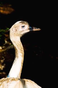 Close-up of bird